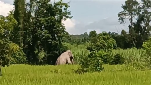 8.2K views · 48 reactions | Local officials in Moo 7, Khao Mai Kaeo...