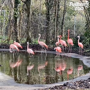 87K views · 2K reactions | 囹囹囹 Vores flamingoer har fået deres årlige vaccination mod fugleinfluenza, så nu er de klar til endnu en sæson udenfor. Flamingoerne er havens ældste dyr, nogle er født helt tilbage i 1964. Den ældste flamingo i fangenskab var en chileflamingo, der blev 83 år gammel. I Zoo har vi både den lyse Chileflamingo og den lidt mørkere Cariberflamingo. | Aalborg Zoo | Facebook