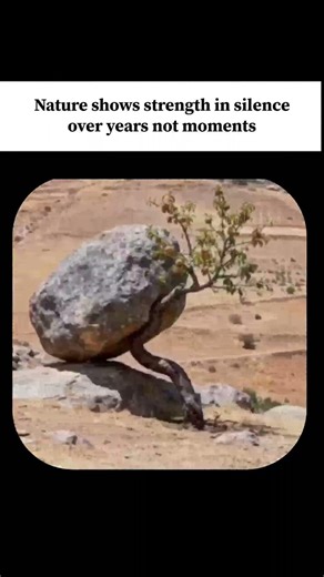 Nature shows strength in silence over years not moments..