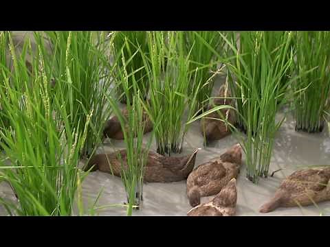 Integrated Duck Rice Farming - Part Two