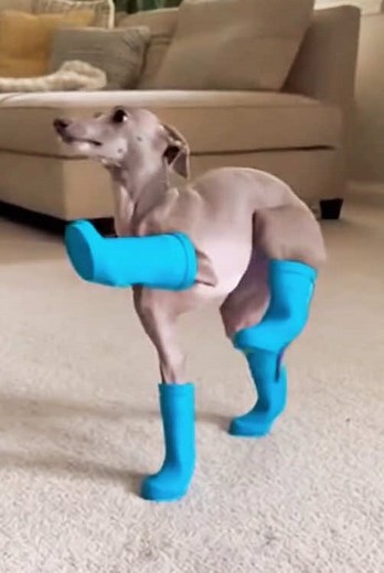 Understanding Greyhounds: The Fastest Dogs