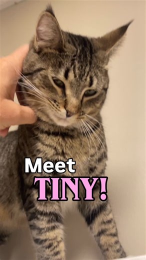 Meet TINY! 😻 She's as sweet as she is cute! 🥹 and those pointy ears! At just one year old, she will be an excellent companion & lap cat! Come on down & meet TINY at our Adoption Center! 171 Mineral Springs Rd. Blue Ridge, GA Donate Here 👉 https://givebutter.com/DoublethePawsSaved #humanesocietyofblueridge #blueridgegeorgia #rescuecat #rescuesaveslives | Humane Society of Blue Ridge