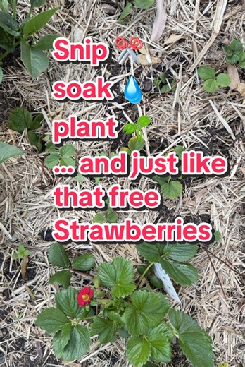 GROW YOUR OWN STRAWBERIES 🍓 From runner to roots to garden bed 🍓 Cut strawberry runners, popped them in water to grow roots, and now they’re thriving in the garden 🍓 #strawberries #growingstrawberries #fyp #propagatingstrawberries #strawberryplant