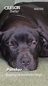 2K views · 308 reactions | Adopted  A5567545 ✰ PANTHER -7/17/23-...