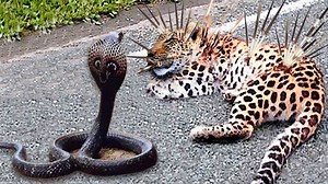 Python Too Aggressive Big Cat Dont Escape Giant Python Swallowing – Lion Leopard Honey Badger | Wild life Animals