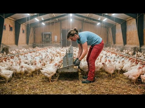 INSIDE THE CHAOS: What It Really Takes to Run a Massive Winter Poultry Farm