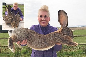 World’s biggest bunny is on the verge of losing his title to his children