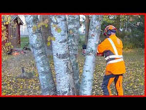 Learn a Safe Way to Remove Backyard Trees (one tree revenges)