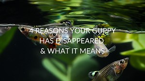 4 Reasons Your Guppy Has Disappeared & What It Means