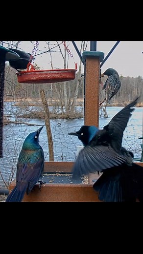 Cornell Lab Bird Cams on Instagram: "Common Grackles showcase their shimmering plumage in a face-off at the Cornell FeederWatch Cam. Two males begin with "bill-up" displays, a threatening posture with bills pointed to the sky. They then exchange "song spread" displays—fanning their tails, raising feathers, and singing. You might see male Common Grackles in your area perform these behaviors intensely during the early breeding season. Watch them LIVE at AllAboutBirds.org/CornellFeeders"
