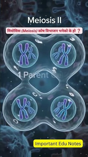 meiosis cell division