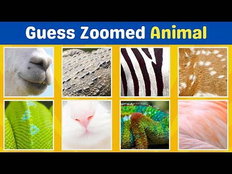Guess the Animal from Zoomed-In Images 🐱🐼