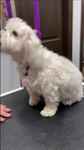 2.1K views · 28 reactions | Before and after Maltese | The Super Groomer | Facebook