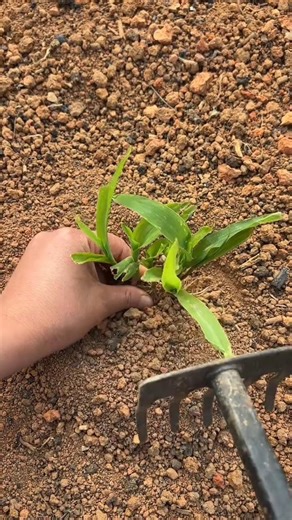 Planting the blade of Young Corn plants Tutorial #farming #shorts