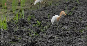 Egyptian herons eating insects in a field after plowing the land, 4k, 30fps