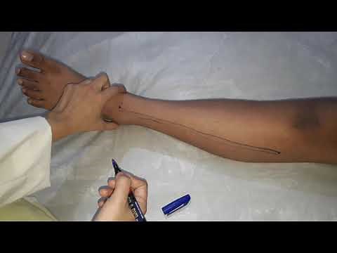 Surface Anatomy of Anterior Tibial Artery and Dorsalis Pedis Artery