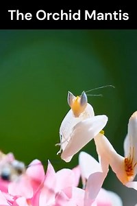 90K views · 2K reactions | The Amazing Orchid Mantis  | We Are Nature | Facebook