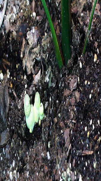 Mesmerizing mushroom time-lapse: Fast growth & decay in a houseplant pot + microscopic wonders: Exploring the purple morning glory up close