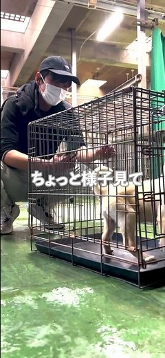 病気のある野犬は...