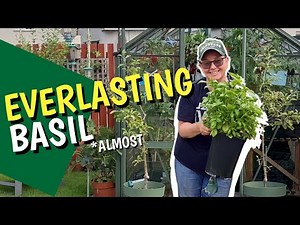 How to prune basil so it gets bigger and bigger