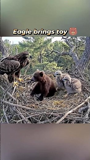 Eagle Adopts Bear Cub and Raises It as Family #eaglecam #bear #bearcub #eagle #eaglenest #babyeagle