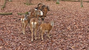 Mouflon, Mouflon Family, Forest. Free Stock Video
