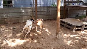 Werbung Der Name des Catahoula Leopard Dog Rüden "Ndzilo" bedeutet Feuer. Das hat natürlich einen Grund, denn Ndzilo ist ganz schön auf dem Gas. Doch hier ist es ausnahmsweise mal anders. Ndzilo hatte Besuch von der Hündin Banti, die ihn fordert und nicht so leicht lockerlässt. Ndzilo ist nicht einfach zu vergesellschaften. Viele Hunde werden angetestet und infrage gestellt. Er kann dabei massiv werden, daher finden Zusammenführungen unter Aufsicht statt. Er wohnt mit Dyondza zusammen. Sie mag a