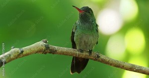 Rufous-tailed Hummingbird - Amazilia tzacatl medium-sized hummingbird, from Mexico, Colombia, Venezuela and Ecuador to Peru.