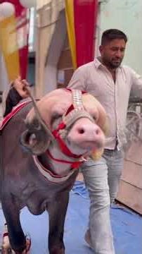KING OF MAKHTAMPUR 👑 #2026 #2026 #cow #qurbanvlogs #bull #qurbani #smartphone
