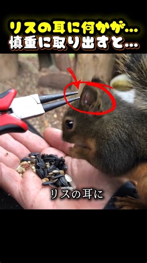 リスの耳に何かついている。慎重に取り出すと…