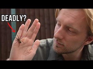 This Is Britain's Largest Venomous Spider