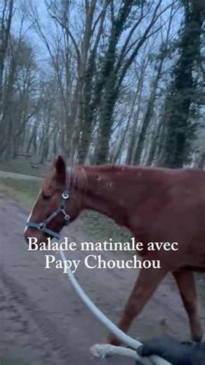 Good morning Chouchou #cheval #horse #equestrianjourney #animaux #equestrian #shorts #fyp