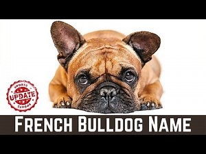 30 Top French Bulldog Names With Meaning 2021 ! Pet Names