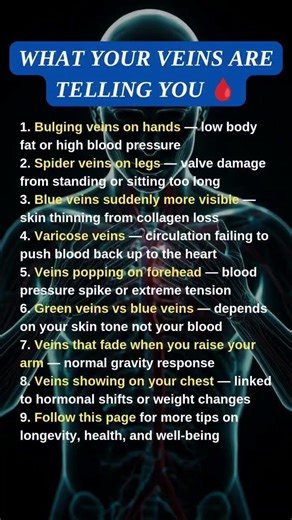 Your veins are not just a surface feature — they are a reflection of your internal physiology.