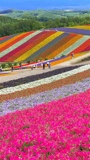 Shikisai-no-Oka in Hokkaido, where the flower fields are beautifully arranged in various patterns. This year I decided not to go, considering the condition of the flowers and such, but I definitely want to visit again from next year onward. — 様々なパターンの花畑が美しい、美瑛の四季彩の丘。 今年は花の状態などを考えて行くのをやめましたが、また来年以降ぜひ行きたいと思っています。 * * *#shotoniphone @instagram #hokkaido #北海道 #pinkflower #pinkflowers #yellowflower #yellowflowers #blueflower #blueflowers #orangeflower #orangeflowers #whiteflower #whiteflowers #purple