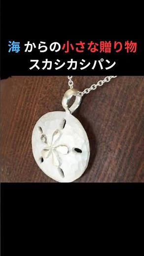 【ゆっくり解説】海がくれた白い宝物！スカシカシパンの不思議