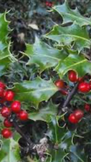 Why mistletoe? Learn about the ancient uses for it by the Druids! You can have this potent alchemized elixir along with the sacred Amanita muscaria in one easy to use sublingual spray. See link in bio to order. Pliny the Elder (AD 23/24–79) was a Roman author, naturalist, philosopher, naval and army commander of the early Roman Empire, and friend of the emperor Vespasian. He developed the editorial model for the encyclopedia and was one of the few historians to author contemporary accounts of th