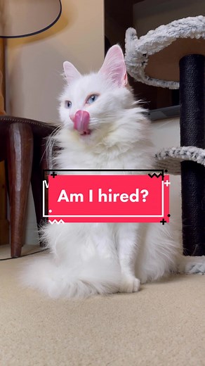 Cat Job Interview: Did I Get the Job?