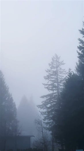 Misty trees #myst #fog #creepy