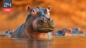 Harminc éve küzdenek Pablo Escobar vízilovai ellen | 24.hu