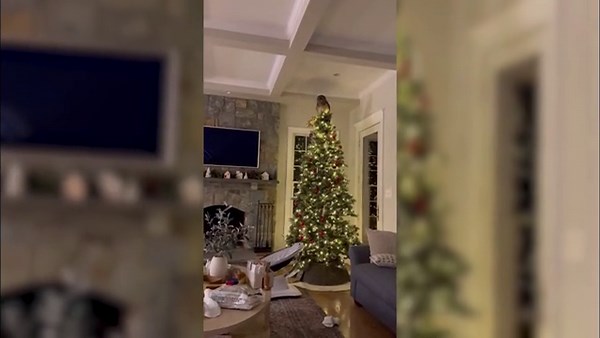Owl flies down chimney to perch on family’s Christmas tree