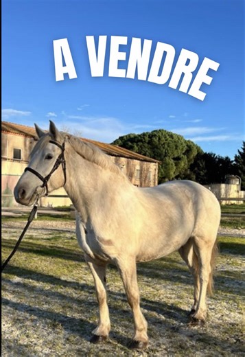 🔆A VENDRE🔆 FURIOSA TERRE DU NOIR Camargue × Comtoise – 10 ans – env. 1m50 – grise (sans mélanomes) Polyvalente et fiable : ✔️ Extérieur au top ✔️ Travail sur le plat saut ✔️ Déjà pouliné (excellente mère) Vaillante, proche de l’humain, énergique mais stable. Vit au pré en troupeau, embarque sans souci. Pieds nus, très bons aplombs. Suivi vétérinaire OK (vaccins / dentiste à jour). 📍 Visible à Bessan (34) 📸 Vidéos disponibles 📩 Infos en message privés #chevalavendre #foryou