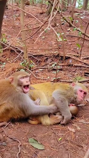 Monkeys Playing in the Forest: A Cute Interaction