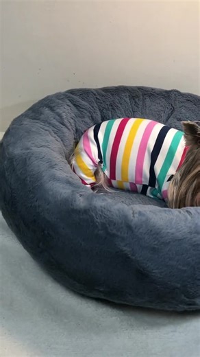 Dog Bed Sewing Pattern - PDF Pattern to Print and Made Comfy Round Bed for Small Dogs or Cats up to 11 Lb (5kg) - Print A4 or US Letter - Etsy