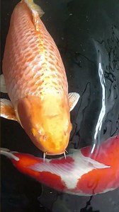 the big gold Fish #goldfish #koi