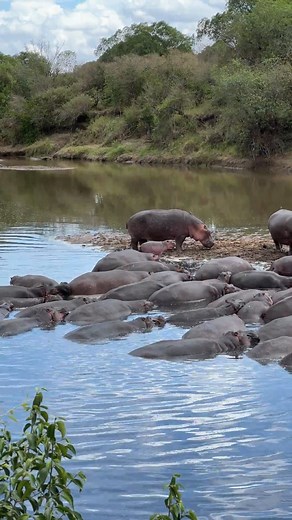 1.1K views · 26 reactions | Why do hippos stay in groups? Hippos are social animals that live in groups of 10 to 30, including several adult females, several adult males, their offspring, and one dominant male. The dominant often male has the right to mate with all the adult females in the herd.  @travelstoriesbyus_ | Fairmont Mara Safari Club | Facebook