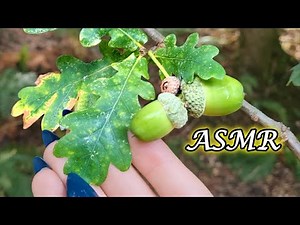 ASMR in the Forest: Leaf Sounds