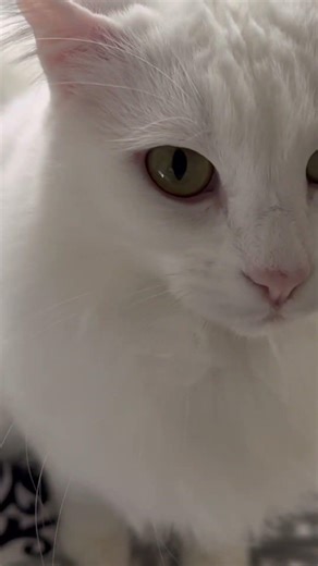 Bella! ￼ daddy‘s gonna enclose our porch with screen so you can get fresh air!!!