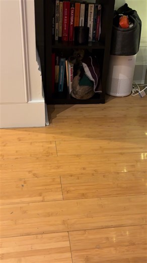 Why My Dog Hates Morning Walks