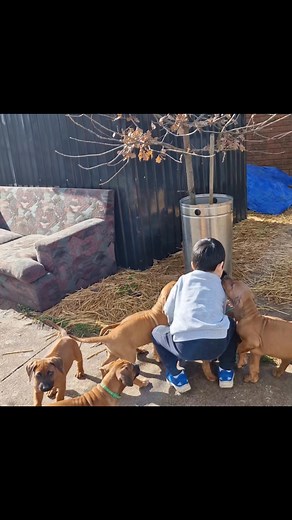 Jameson just has a way with puppies that they love and respect. | Suzy Ryan